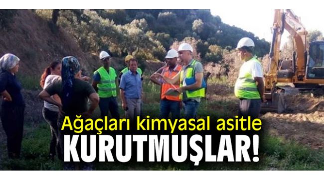 Ağaçları kimyasal asitle kurutmuşlar!