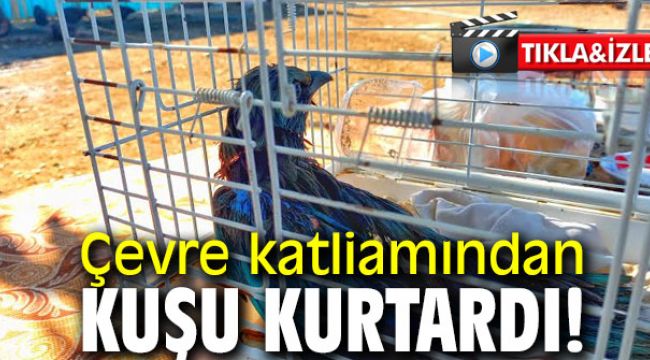 Çevre katliamından kuşu kurtardı!