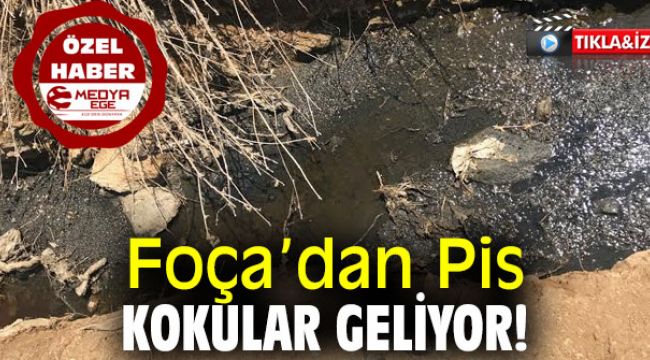 Foça’dan “Pis Kokular” Geliyor!