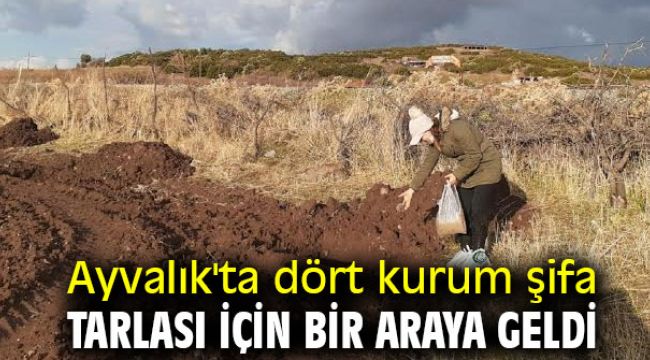 Ayvalık'ta dört kurum şifa tarlası için bir araya geldi